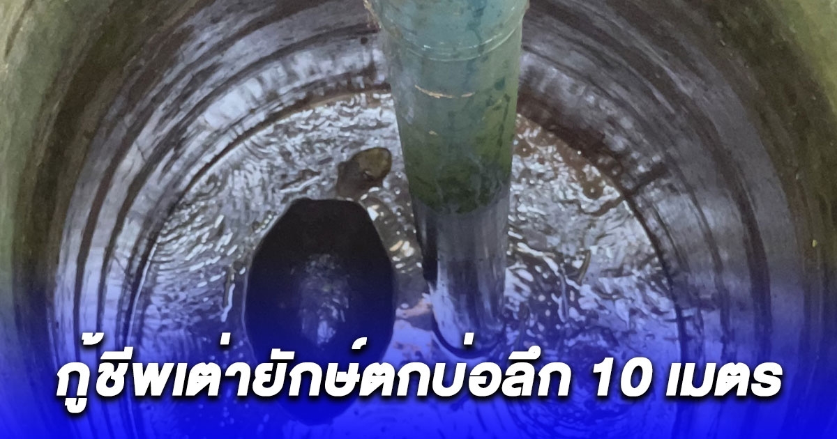 กู้ชีพเต่ายักษ์ตกบ่อลึก 10 เมตร ยายอดใจไม่ไหวทาแป้งขอเลข