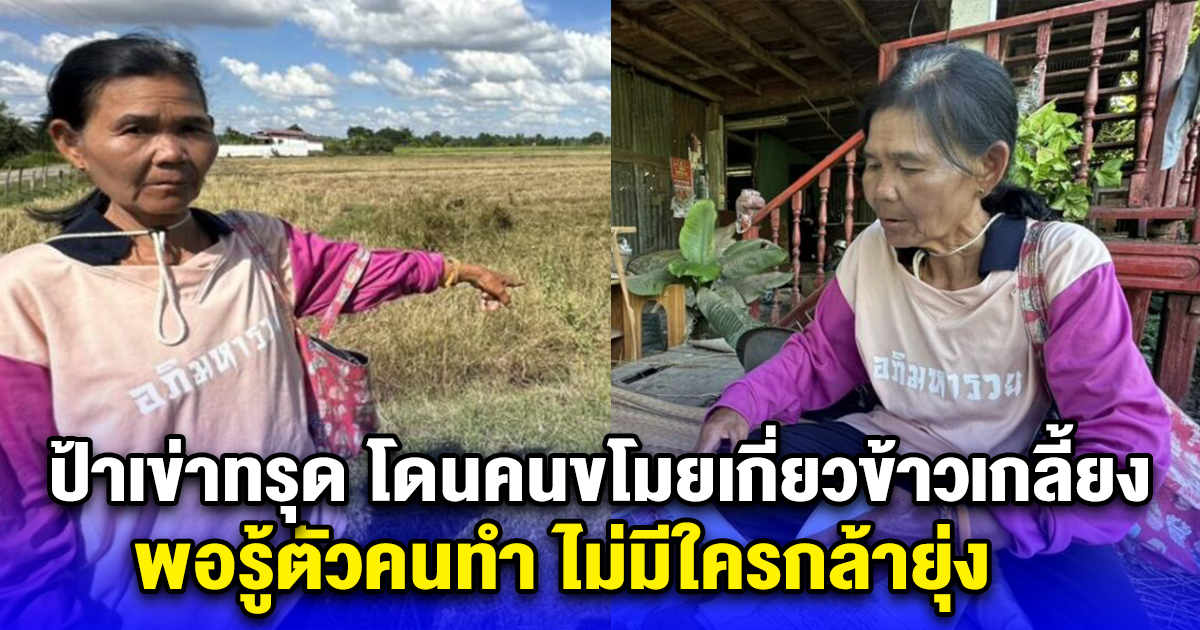 ป้าเข่าทรุด ทำนา 50 ไร่ ลงทุนหลายแสน กลับมาดูอีกที โดนคนเกี่ยวข้าวไปเกลี้ยง รู้ตัวคนทำ ไม่มีกล้ายุ่ง