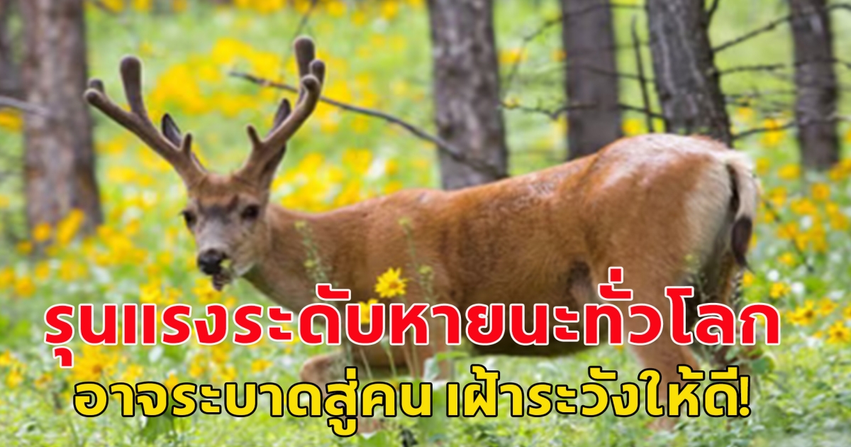 รุนแรงระดับหายนะทั่วโลก นักวิจัยเผย โรคกวางซอมบี้ อาจระบาดสู่คน เฝ้าระวังให้ดี!