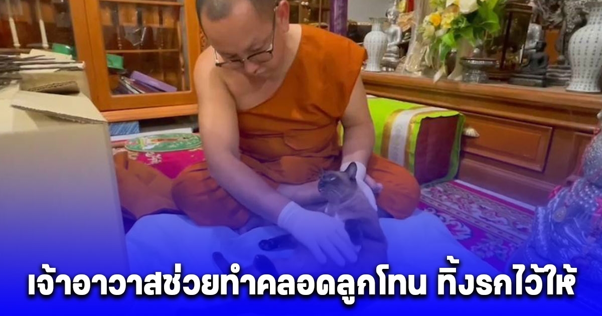 คุณพระช่วย แมวท้องแก่คลอดเองไม่ได้ เจ้าอาวาสช่วยทำคลอดลูกโทน ทิ้งรกไว้ให้