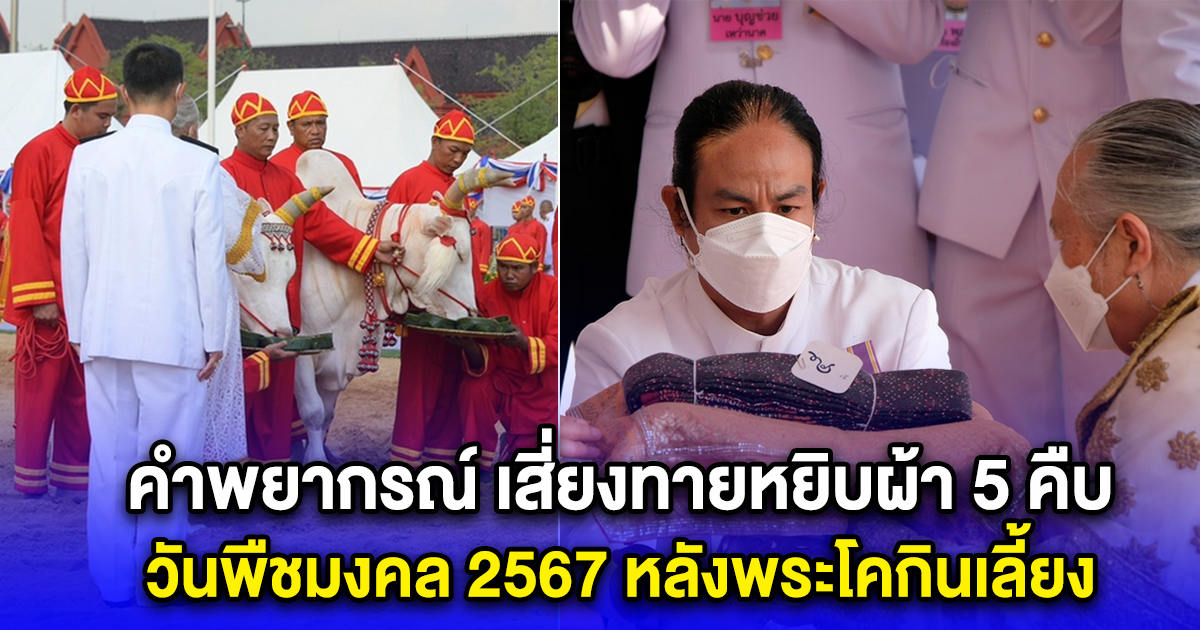 คำพยากรณ์ เสี่ยงทายหยิบผ้า 5 คืบ วันพืชมงคล 2567 หลังพระโคกินเลี้ยง