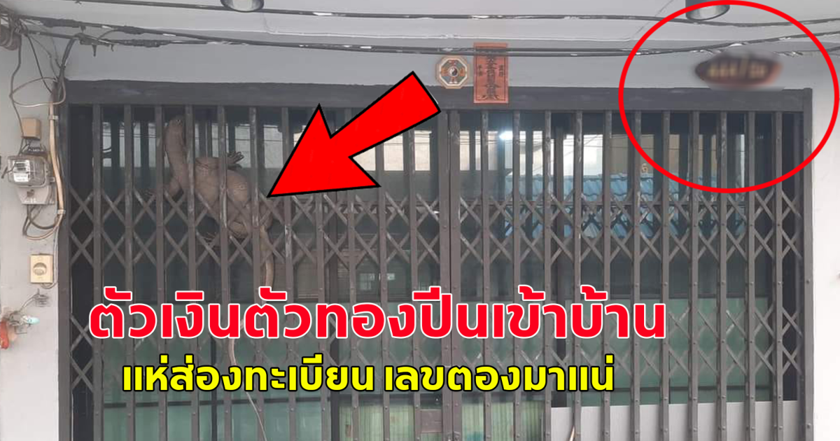 ตัวเงินตัวทองปีนจะเข้าบ้าน แห่ส่องบ้านเลขที่ เลขตองซะด้วย