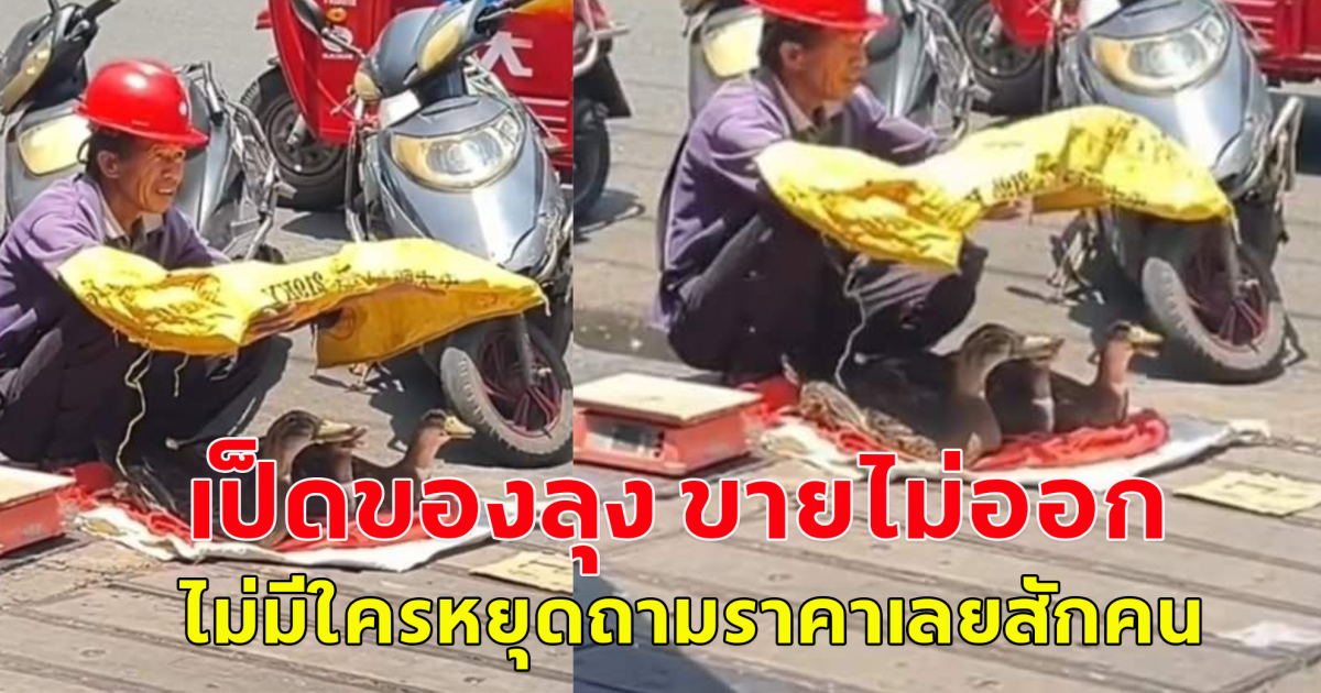 คุณลุง บังแดดให้เป็ด ขณะนั่งขายเป็ดที่ตลาด ท่ามกลางอากาศร้อนมาก (ตปท.)