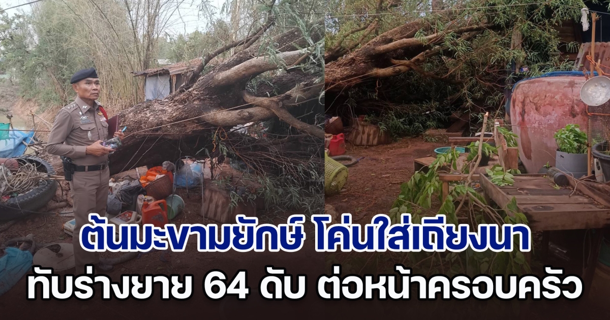 พายุพัดโหมกระหน่ำรุนแรง ซัดต้นมะขามยักษ์ โค่นใส่เถียงนา ทับร่างยายวัย 64 ดับ ต่อหน้าครอบครัว