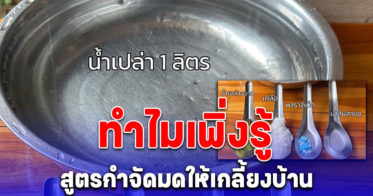 ทำไมเพิ่งรู้ สูตรกำจัดมดให้เกลี้ยงบ้าน ด้วยของใกล้ตัว 5 อย่าง