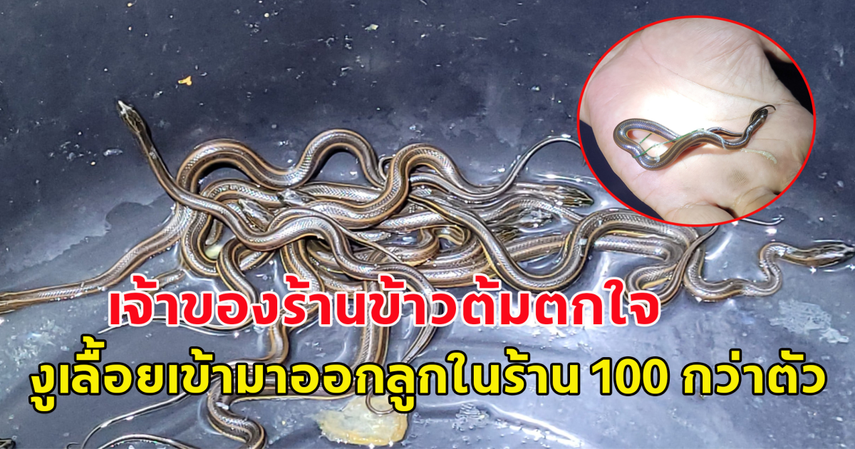 เจ้าของร้านข้าวต้มตกใจ งูเลื้อยเข้ามาออกลูกในร้าน 100 กว่าตัว