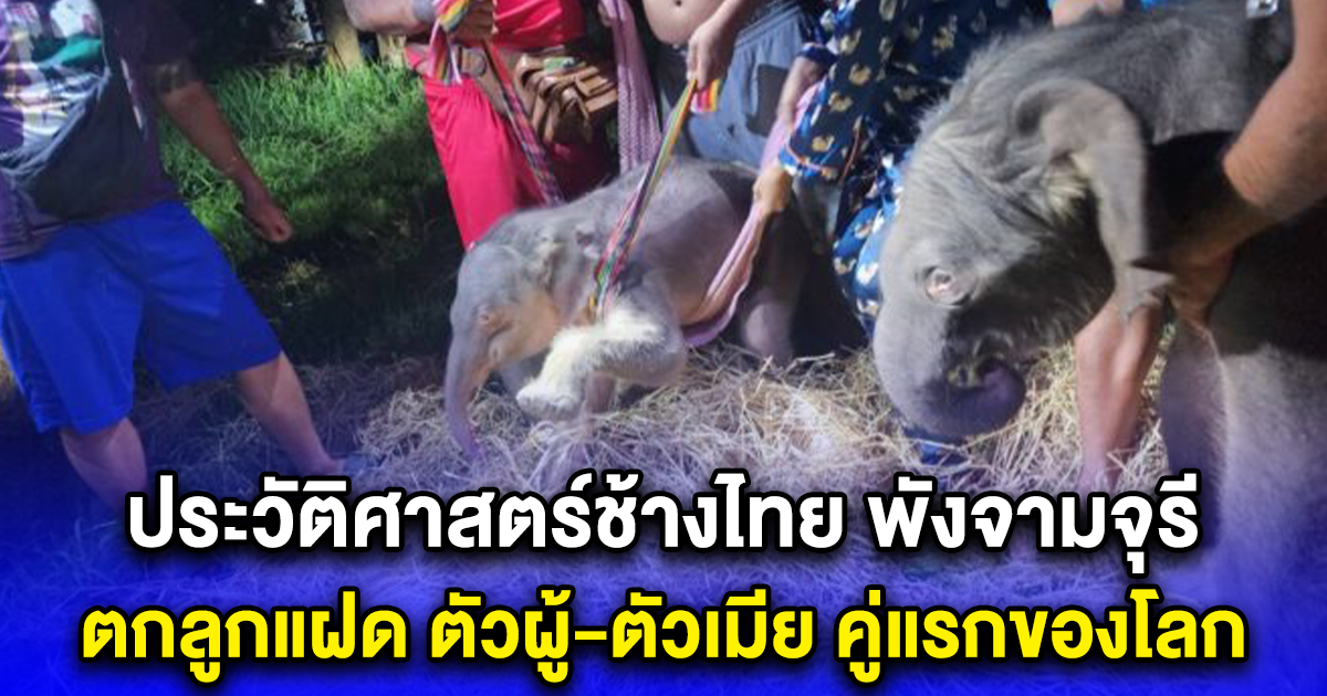 ประวัติศาสตร์ช้างไทย พังจามจุรี ตกลูกแฝด ตัวผู้-ตัวเมีย คู่แรกของโลก