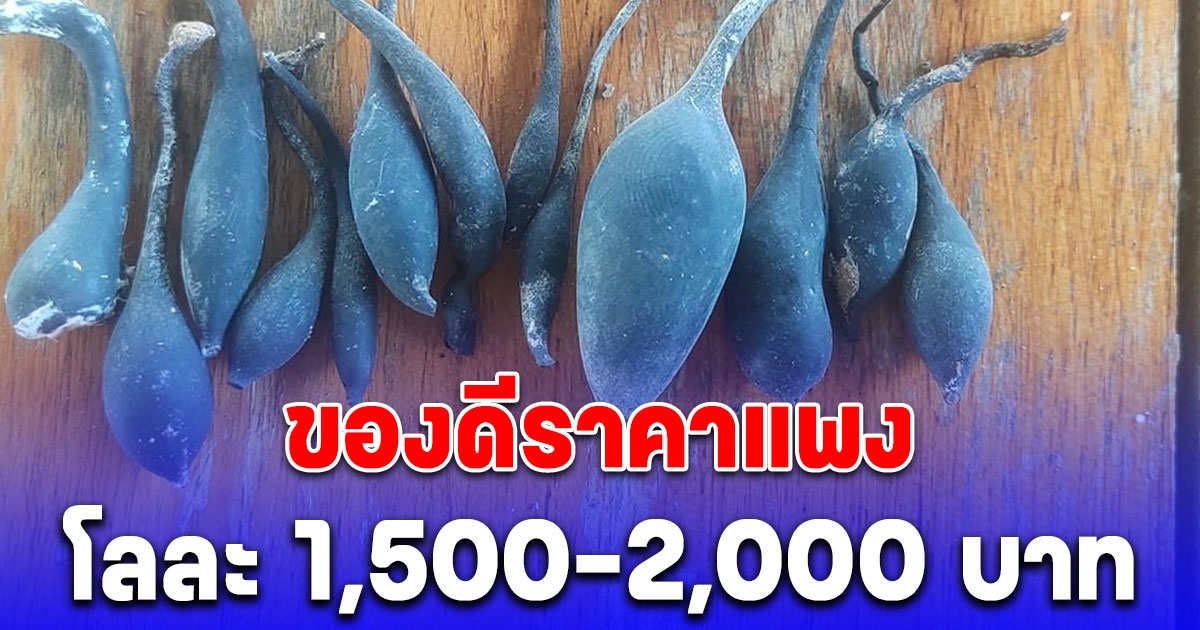 น้ำเต้าดิน ขายได้โลละ 1,500-2,000 บาท เจ้าของร้านกาแฟบอก ใครอยากได้มาขุดเลย