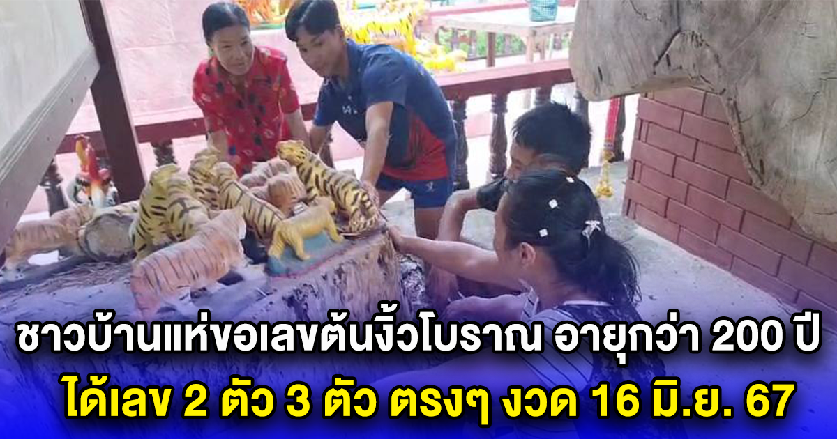 ชาวบ้านแห่ขอเลขต้นงิ้วโบราณ อายุกว่า 200 ปี ไม่ผิดหวัง ได้เลข 2 ตัว 3 ตัว ตรงๆ งวด 16 มิ.ย. 67