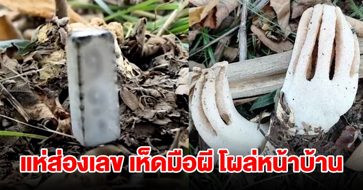 เห็ดมือผี โผล่หน้าบ้าน เจ้าของจุดธูปขอโชค ได้ตรงกับเลขที่บ้าน