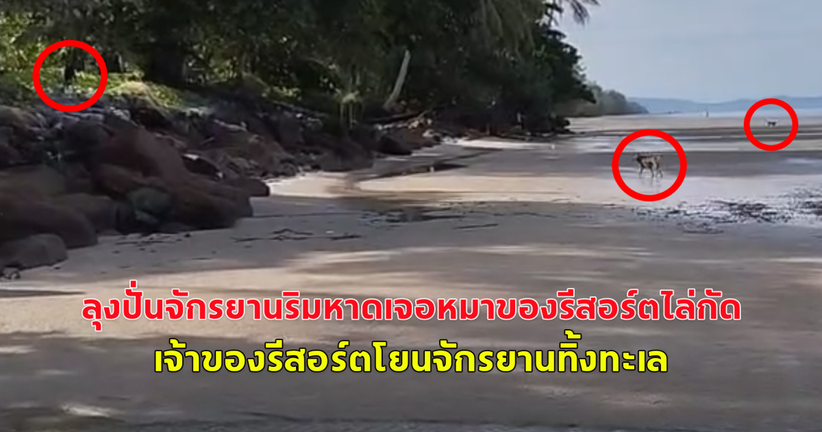 ลุงวัย 60 ปั่นจักรยานริมหาด เจอหมาของรีสอร์ตไล่กัด เจ้าของรีสอร์ตผลักลุงล้มบาดเจ็บ-โยนจักรยานทิ้งทะเล