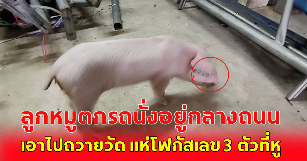 พลเมืองดี เจอลูกหมู นั่งอยู่กลางถนน สงสารเก็บไปถวายวัด ตาดีเห็นเลข 3 ตัวที่หู