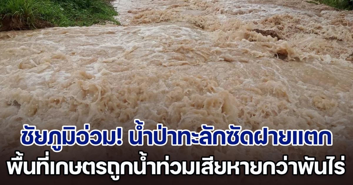 ชัยภูมิอ่วม! น้ำป่าทะลักซัดฝายแตก พื้นที่การเกษตรถูกน้ำท่วมเสียหายกว่า 1 พันไร่