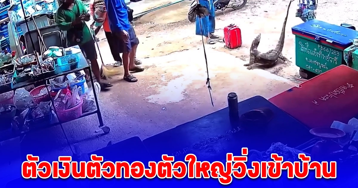 ตัวเงินตัวทองตัวใหญ่ยาวเกือบ 2 เมตร วิ่งเข้าบ้าน ไม่พลาดซื้อเลขที่บ้าน