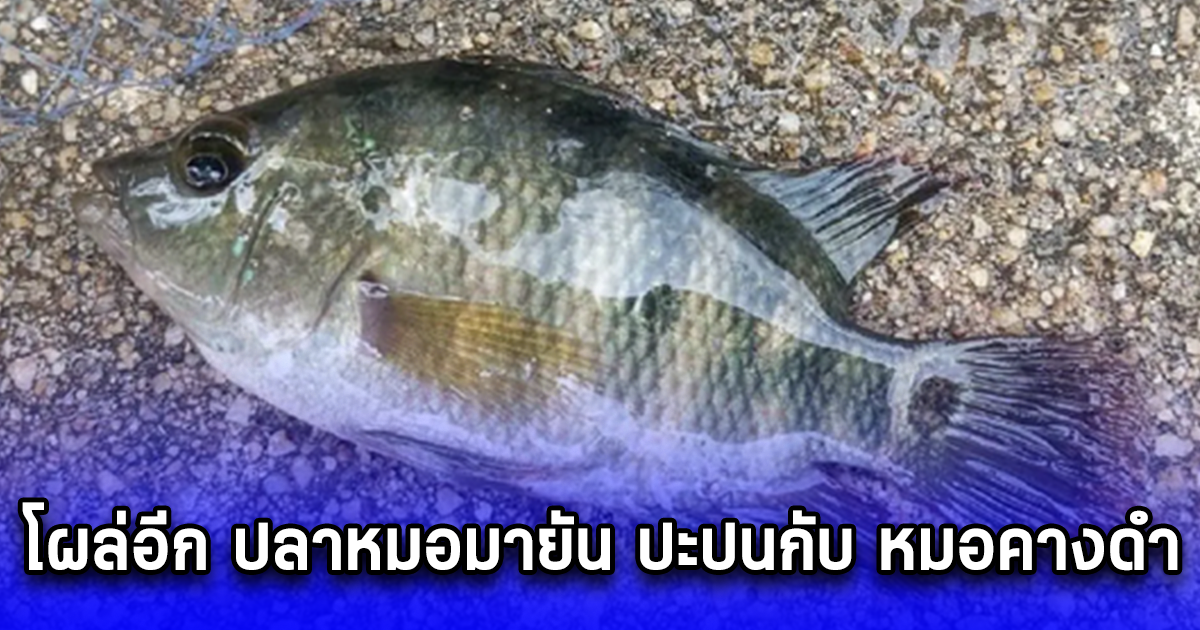 โผล่อีก ปลาหมอมายัน ปะปนกับ หมอคางดำ ล่าสุด กรมประมงแจงแล้ว