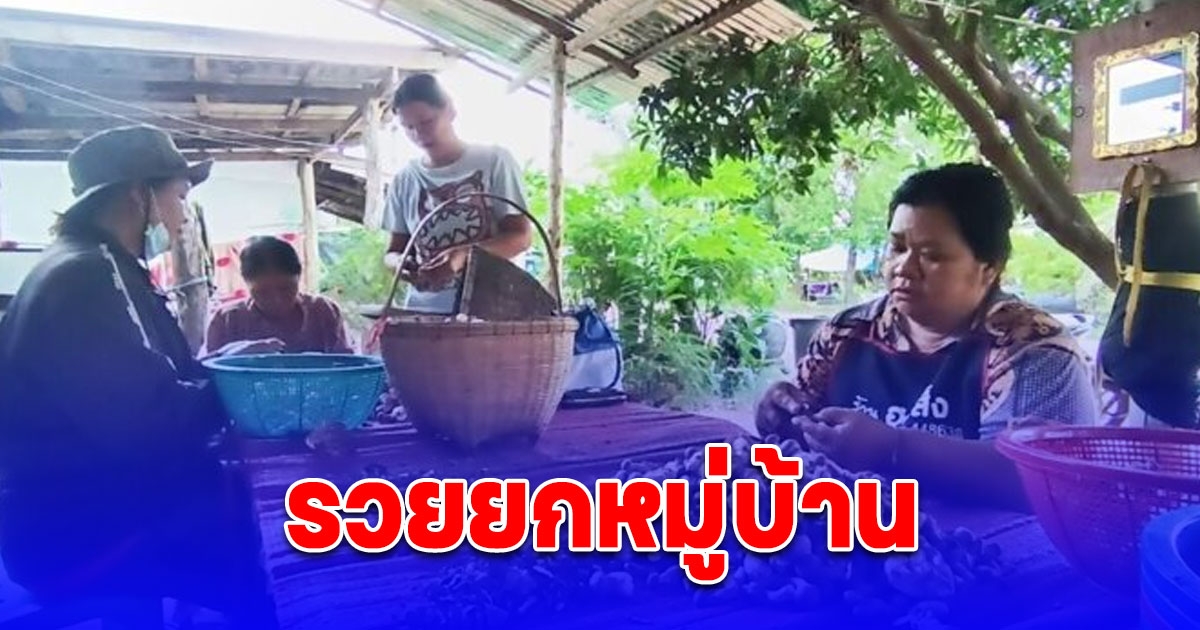 รวยยกหมู่บ้าน ฝนชุกอากาศร้อน ของดีขึ้นพรึ่บทำรายได้เสริมสุดปัง