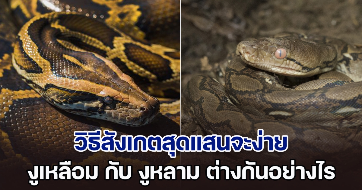 เพิ่งจะรู้! วิธีสังเกตสุดแสนจะง่าย งูเหลือม กับ งูหลาม ต่างกันอย่างไร