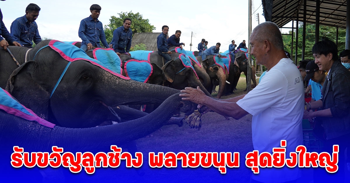 สวนนงนุช จัดขบวนสีสันตะวันออกรับขวัญลูกช้าง พลายขนุน สุดยิ่งใหญ่