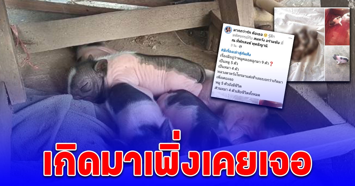 สาวโพสต์เล่าเรื่องแปลก หมูออกลูกเป็นสุนัข? โซเชียลแห่ตีเลขเด็ด