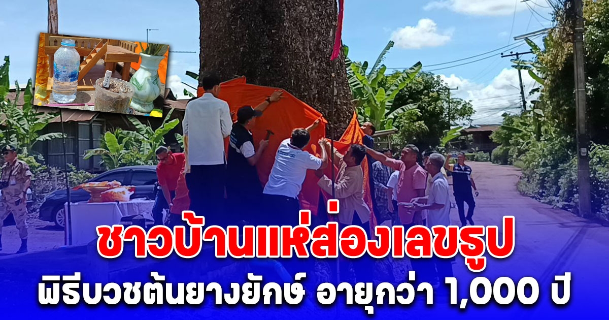 พิธีบวชต้นยางยักษ์ อายุกว่า 1,000 ปีขนาด 7 คน โอบ ชาวบ้านแห่ส่องเลขธูป