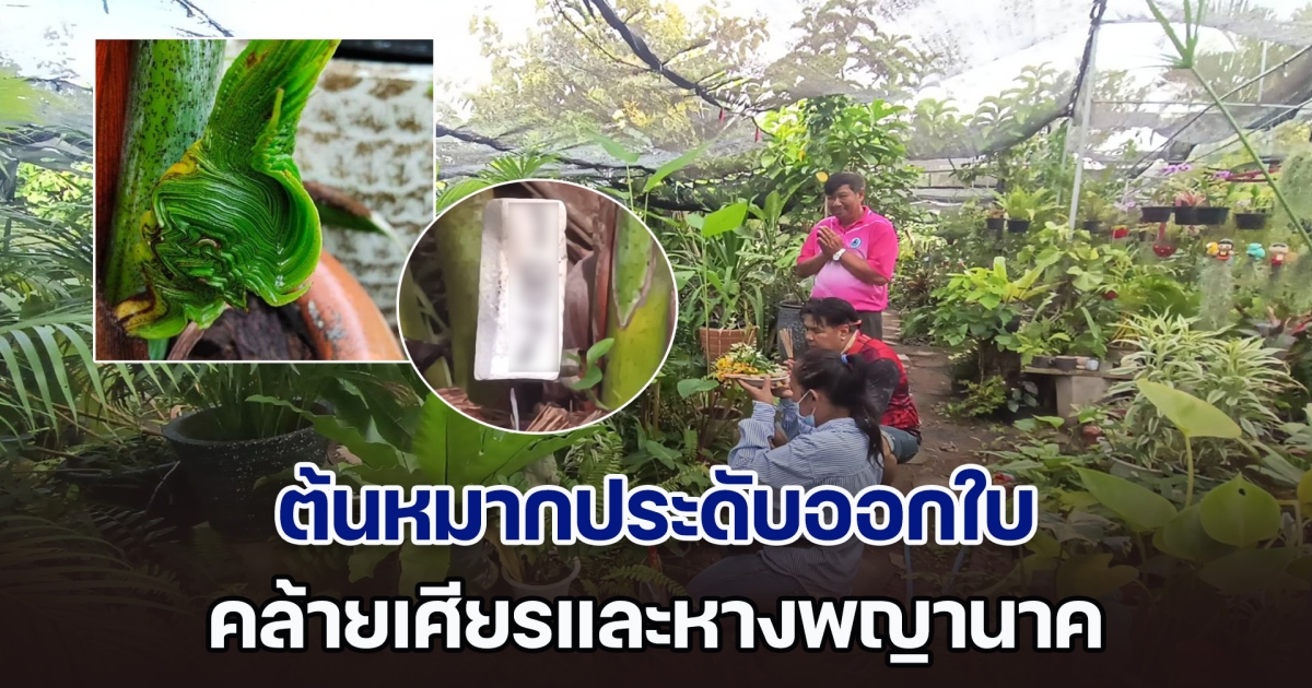 ฮือฮา! ต้นหมากออกใบคล้าย เศียรและหางพญานาค พากันจุดธูป ได้เลขตรงวันบวงสรวงพญานาค พอดี