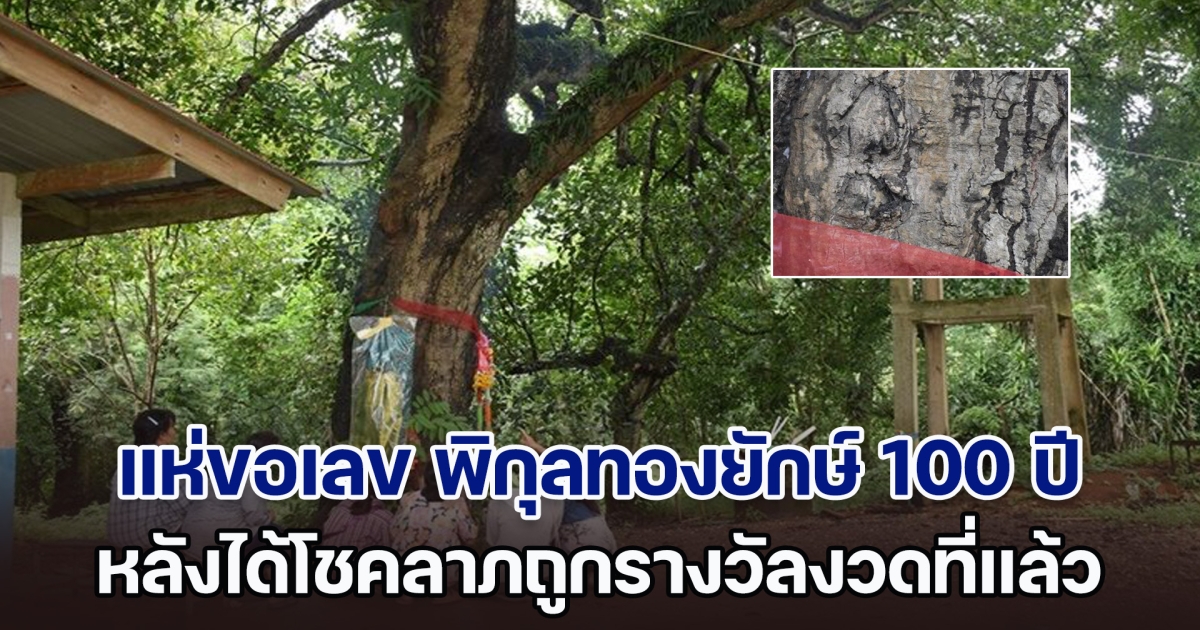 ชาวบ้านแห่ขอเลข พิกุลทองยักษ์ 100 ปี หลังได้โชคถูกรางวัลงวดที่แล้ว มางวดนี้เลขโผล่ 3 ตัวชัด