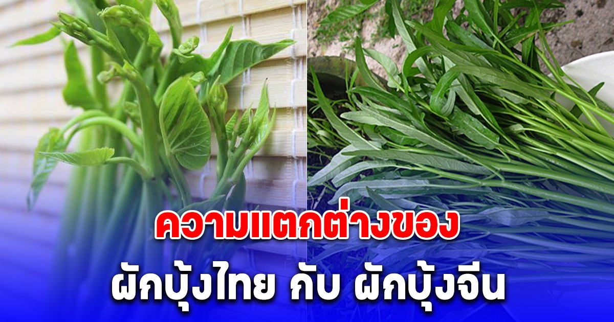 ความแตกต่างของ ผักบุ้งไทย กับ ผักบุ้งจีน