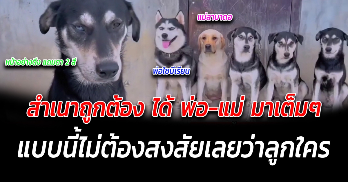 สำเนาถูกต้อง ไม่ต้องสงสัยเลยว่าลูกใคร กับครอบครัวน้องหมา ที่ลูกๆได้พ่อแม่มาเต็มๆ