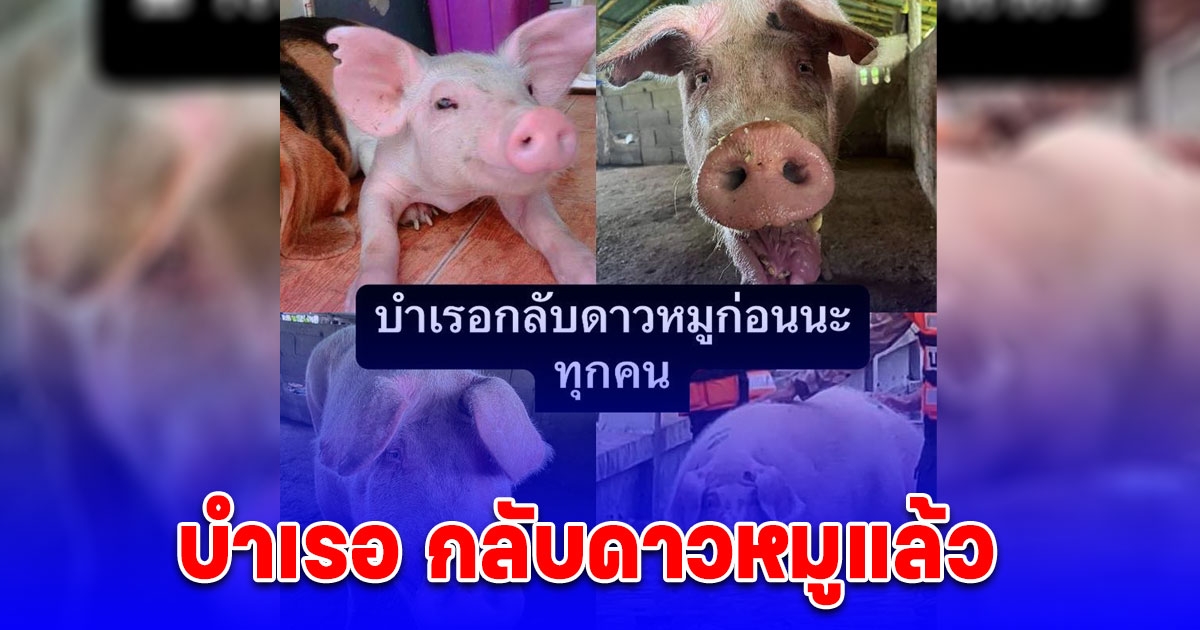 สุดเศร้า บำเรอ กลับดาวหมูแล้ว