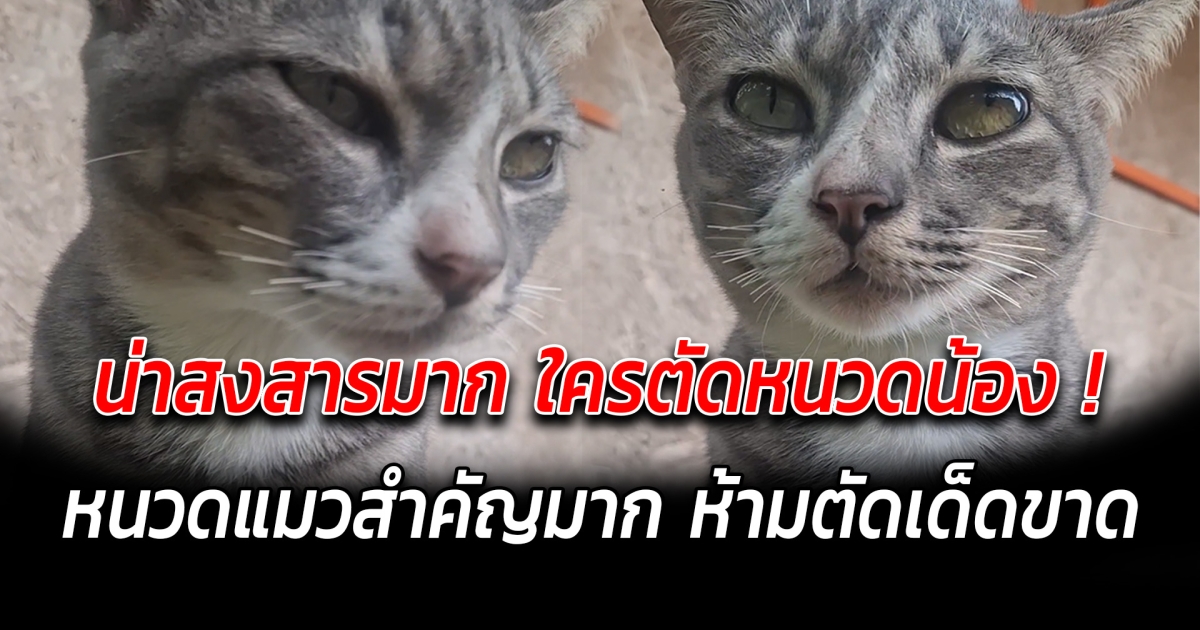 น่าสงสารมาก ใครตัดหนวดน้อง ห้ามตัดหนวดแมวเด็ดขาด น้องอาจกลับดาวแมวได้