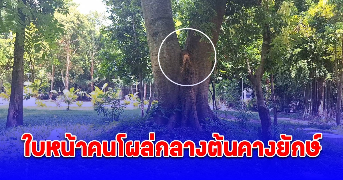 ฮือฮา พบใบหน้าคนโผล่กลางต้นคางยักษ์ อายุกว่า 100 ปี