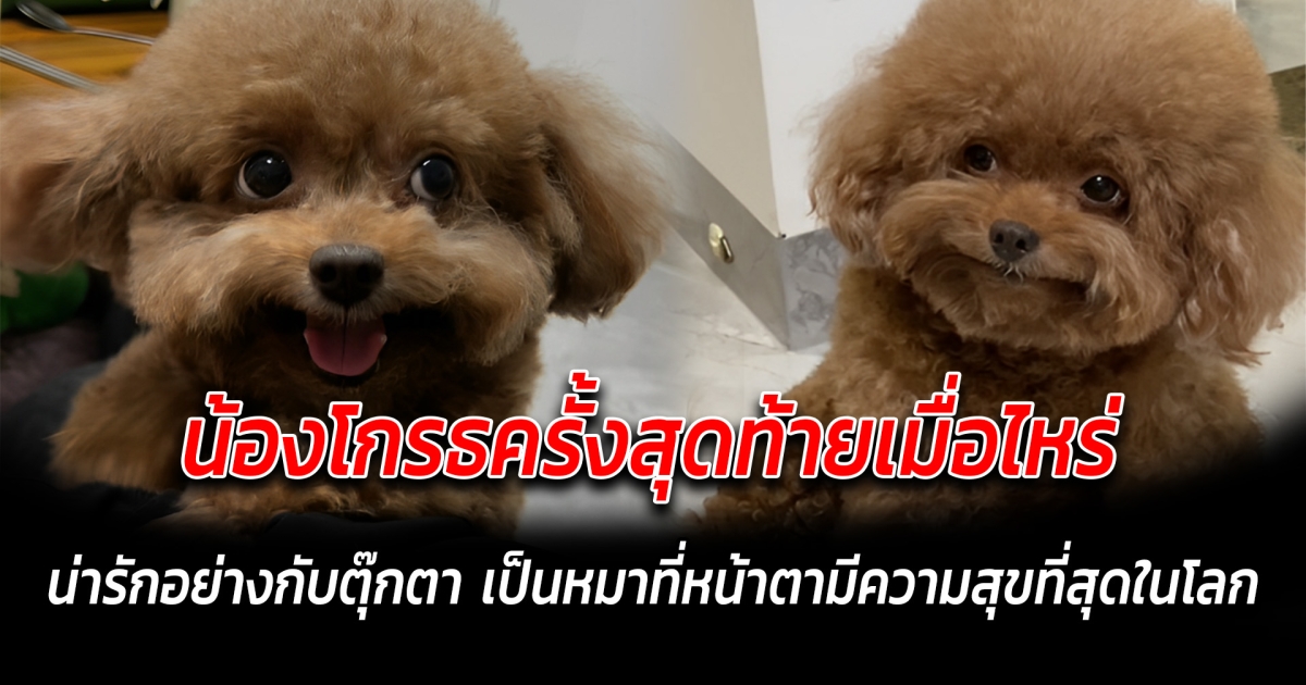 น้องโกรธครั้งสุดท้ายเมื่อไหร่ น่ารักอย่างกับตุ๊กตา เป็นหมาที่หน้าตามีความสุขที่สุดในโลก