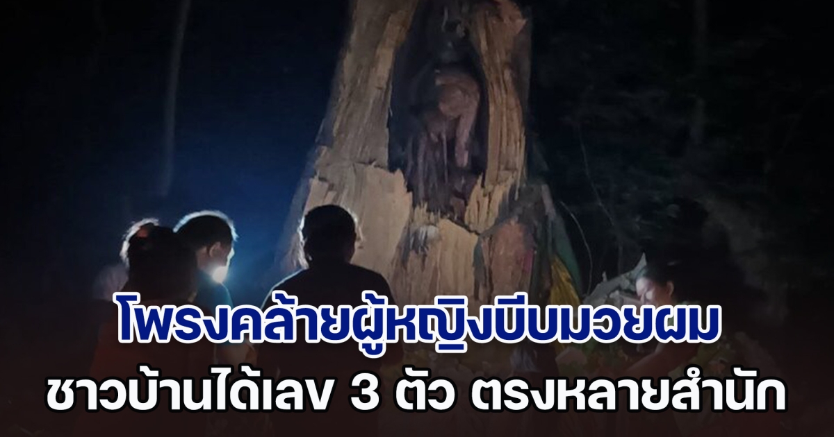 พายุซัดต้นกระเชาอายุ 100 ปีฉีกขาด รากไม้โผล่ ในโพรงคล้ายผู้หญิงบีบมวยผม ชาวบ้านได้เลข 3 ตัว ตรงกับหลายสำนัก