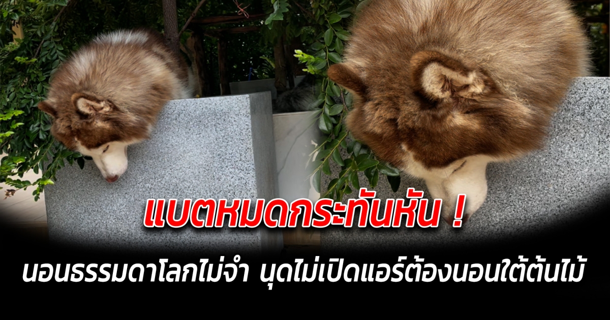 แบตหมดกระทันหัน นอนธรรมดาโลกไม่จำ นุดไม่เปิดแอร์ต้องอาศัยนอนใต้ต้นไม้