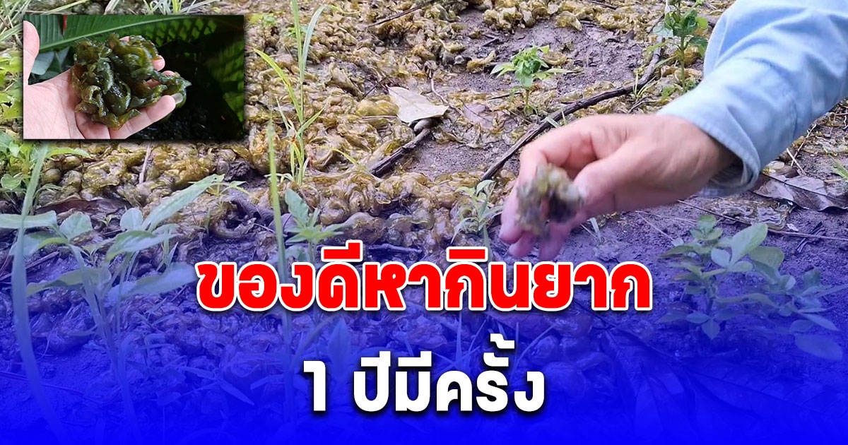 เห็ดหินของดีหากินยาก 1 ปีมีครั้ง