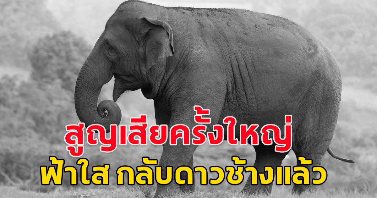 สูญเสียครั้งใหญ่ แจ้งข่าวเศร้า ฟ้าใส ช้างที่ว่ายน้ำไหลลงไปทางอุโมงค์ผันน้ำ ได้กลับดาวช้างไปแล้ว