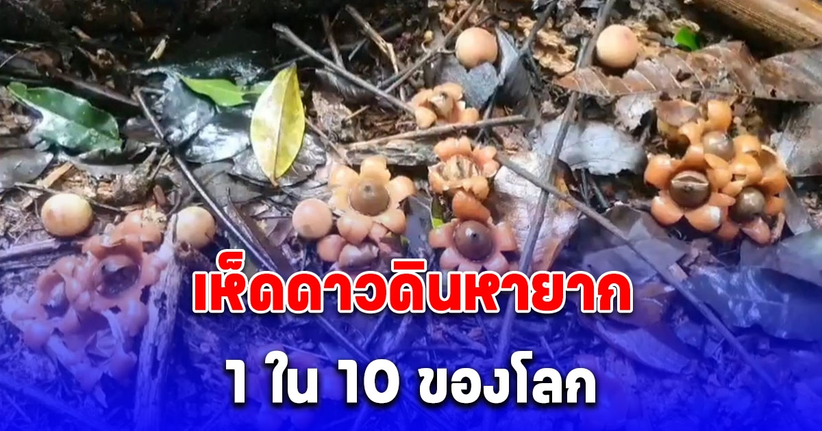 ชาวพะเยาฮือฮา พบเห็ดดาวดินหายาก 1 ใน 10 ของโลก