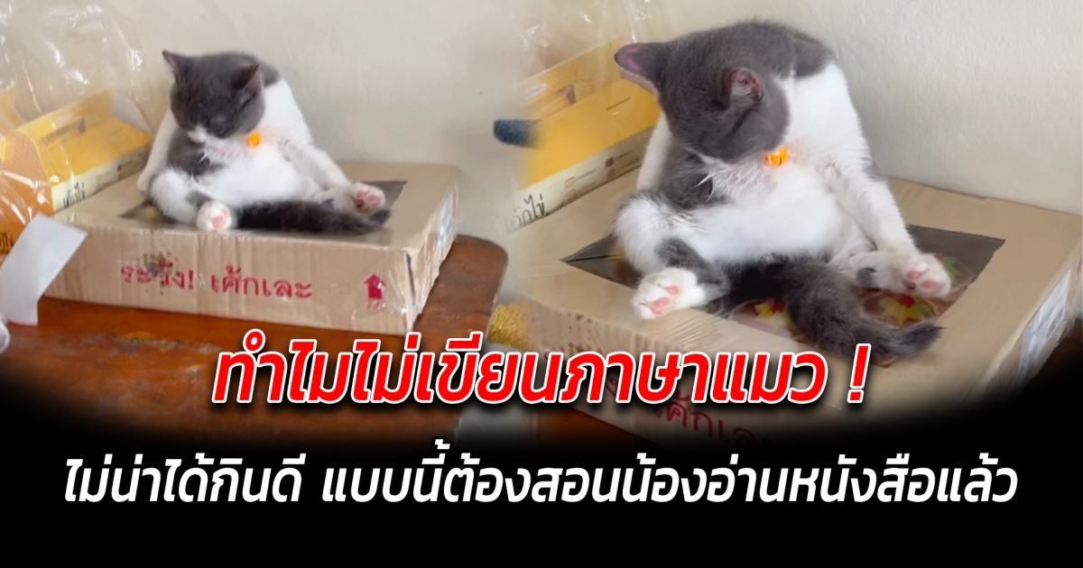 ทำไมไม่เขียนภาษาแมว ไม่น่าได้กินดี 555 แบบนี้ต้องสอนน้องอ่านหนังสือแล้ว