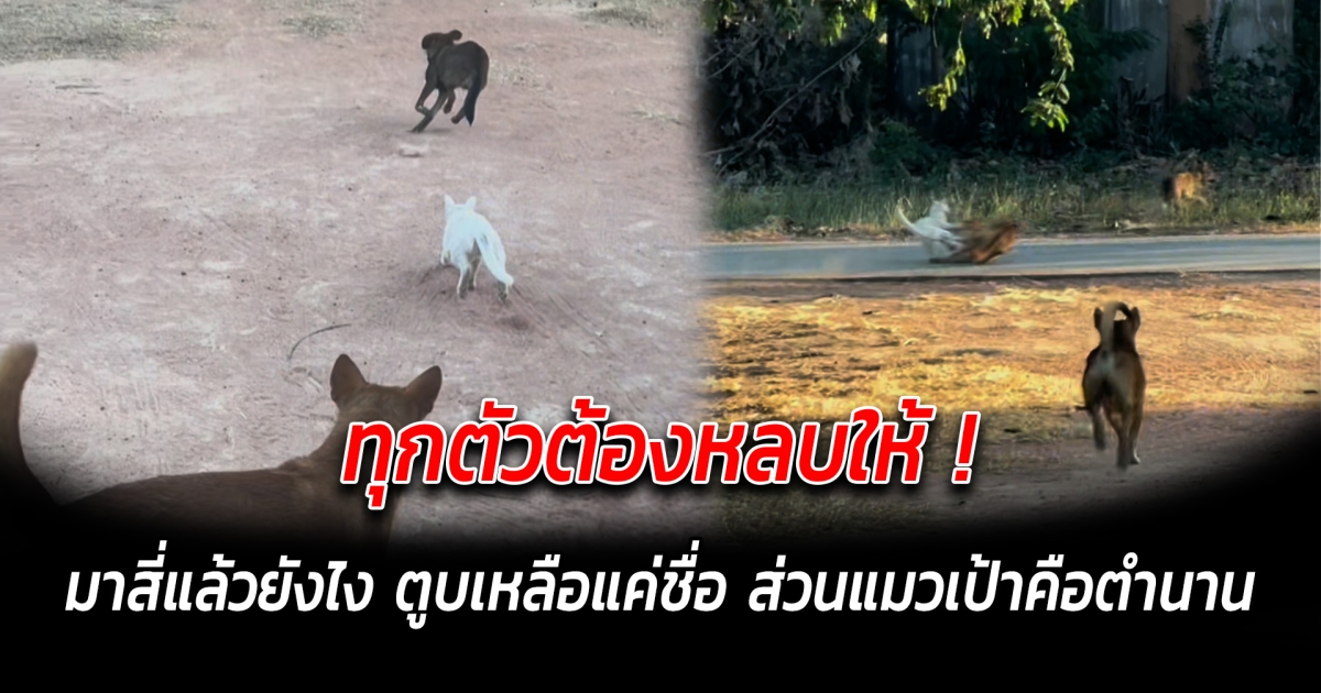 ทุกตัวต้องหลบให้ มาสี่แล้วยังไง ตูบเหลือแค่ชื่อ ส่วนแมวเป้าคือตำนาน