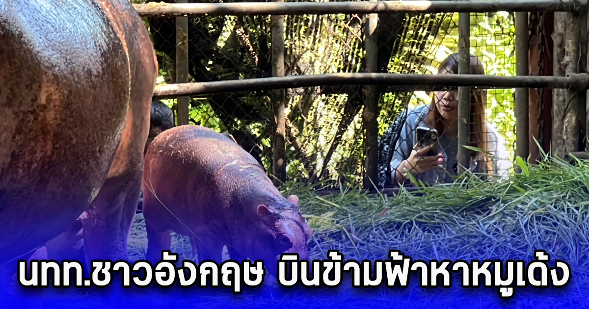 นทท.ชาวอังกฤษ บินข้ามฟ้าหาหมูเด้งคนแน่นเปลี่ยนเส้นทางแห่ชมลูกฮิปโปศรีสะเกษ คึกคัก