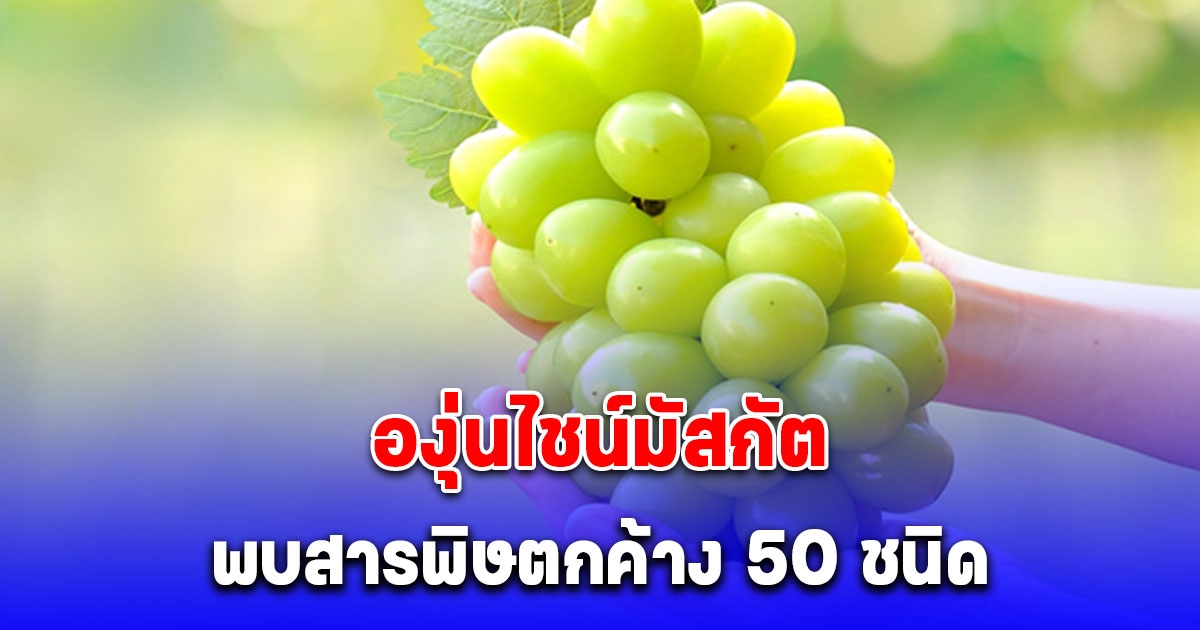 องุ่นไชน์มัสกัต นำเข้าจากจีน พบสารพิษตกค้าง 50 ชนิด หนักสุด คลอร์ไพริฟอส