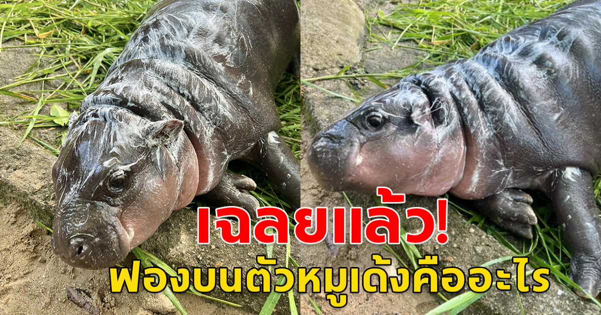 เฉลยแล้ว ฟองบนตัวหมูเด้งคืออะไร