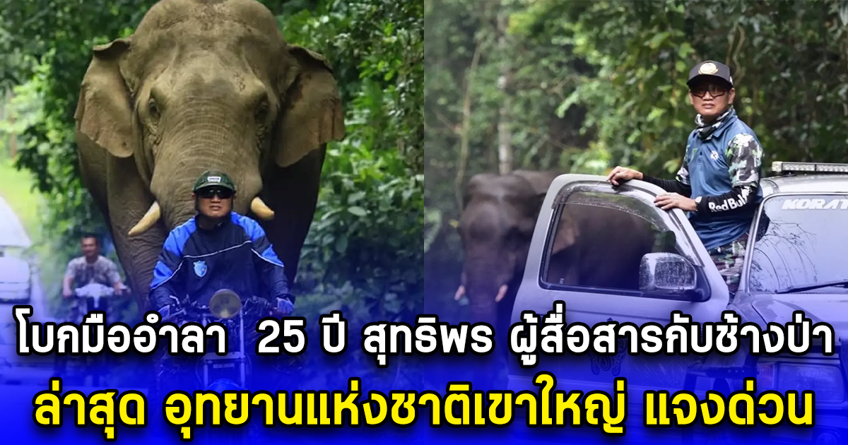 โบกมืออำลา 25 ปี สุทธิพร ผู้สื่อสารกับช้างป่า ท่ามกลางข้อกังขา โยกย้ายไม่เป็นธรรม ล่าสุด อุทยานแห่งชาติเขาใหญ่ แจงด่วน