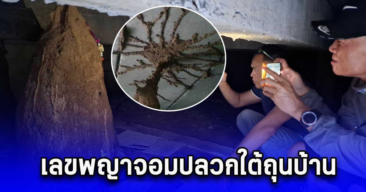 เลขพญาจอมปลวกใต้ถุนบ้าน เลขโผล่ชัดแจ๋ว 1 พ.ย. 67