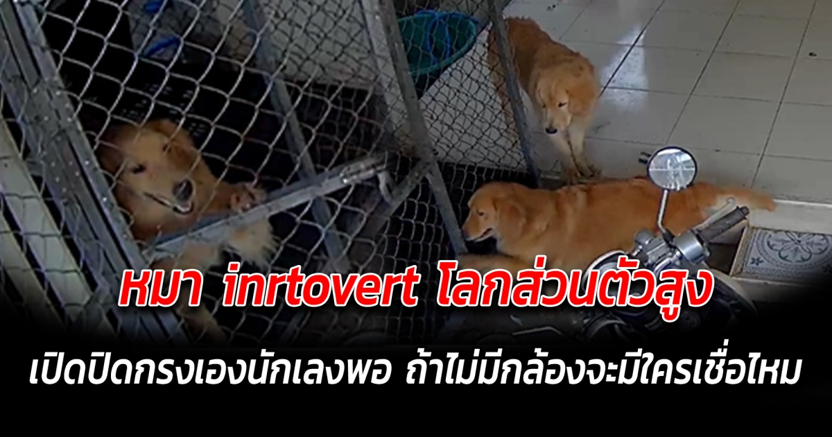 หมา inrtovert โลกส่วนตัวสูง เปิดปิดกรงเองนักเลงพอ ถ้าไม่มีกล้องจะมีใครเชื่อไหม