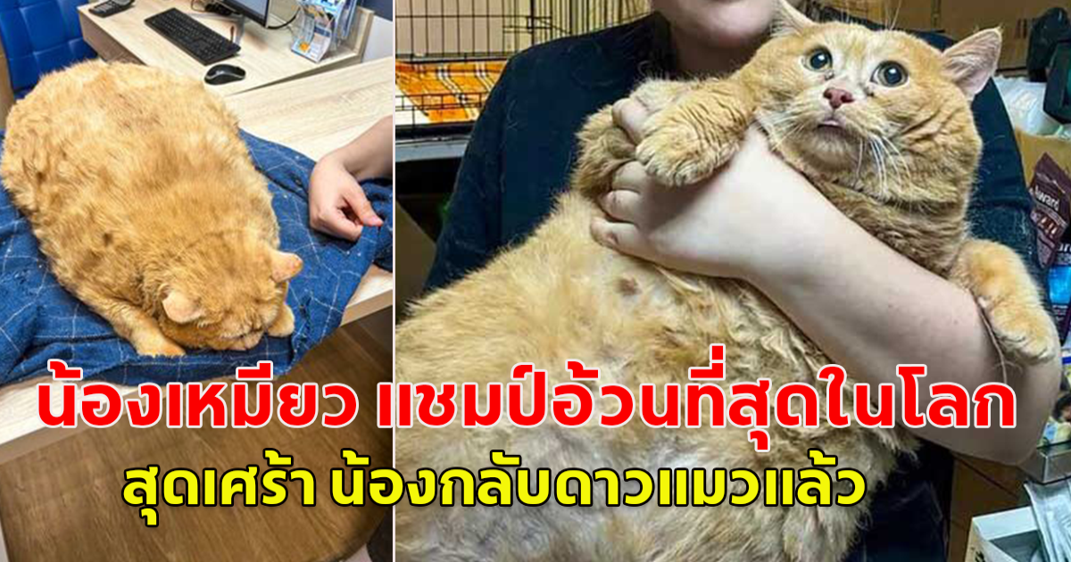 น้องเหมียวส้ม แชมป์อ้วนที่สุดในโลก สุดเศร้าน้องกลับดาวแมวแล้ว