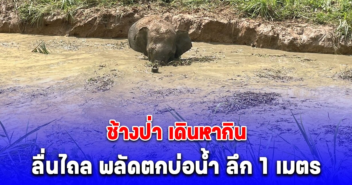 เจ้าหน้าที่ เร่งช่วย ช้างป่า เดินหากิน ลื่นไถล พลัดตกบ่อน้ำ ลึก 1 เมตร