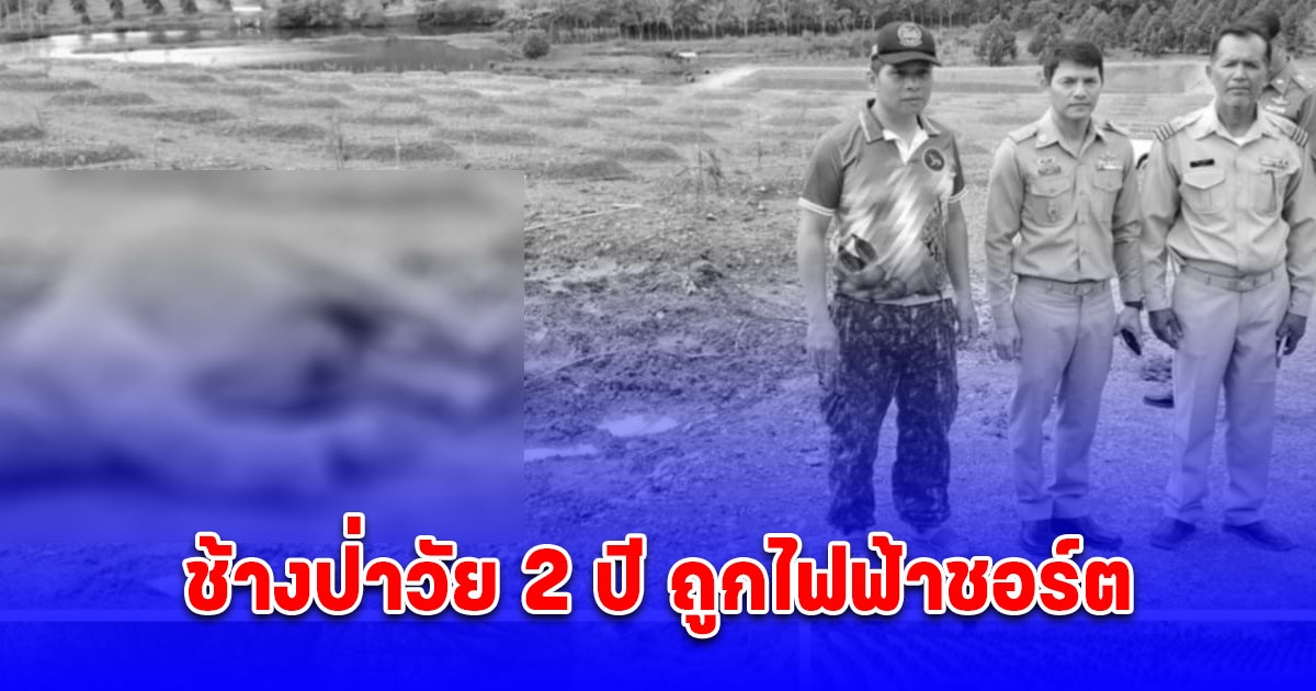 ช้างป่าวัย 2 ปี ถูกไฟฟ้าชอร์ตดับ นอกเขตอุทยานแห่งชาติเขาคิชฌกูฏ