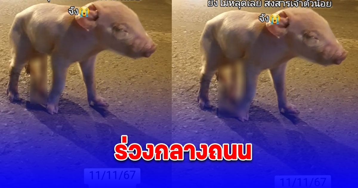 สาวมากินข้าวรอบดึก รถขนหมูเข้าโรงเชือดวิ่งผ่าน จู่ๆ แม่หมูท้องแก่คลอดลูก ร่วงกลางถนน