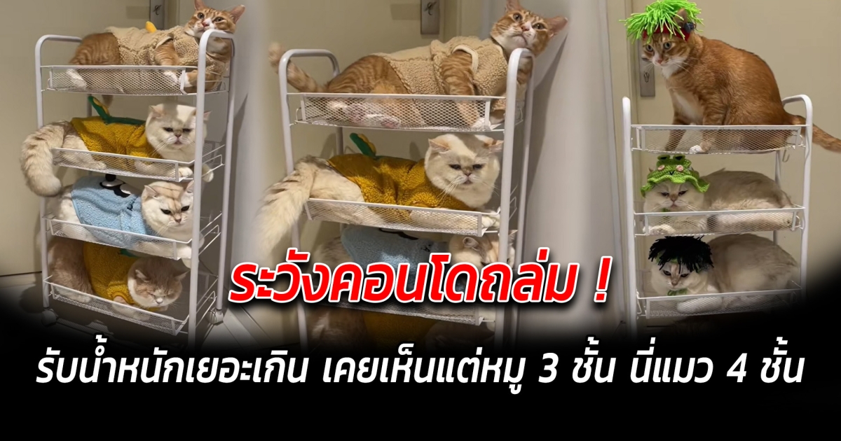 ระวังคอนโดถล่ม รับน้ำหนักเยอะเกิน เคยเห็นแต่หมู 3 ชั้น นี่แมว 4 ชั้น